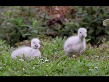 La Casa Encendida estrena Ciclo de Cine Pajareros