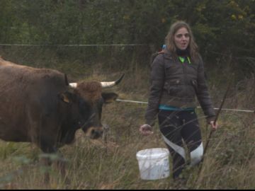 Una mujer alimentando al ganado