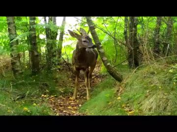 Zorros, jabalíes y lobos grabados a cámara oculta en parques eólicos de Galicia