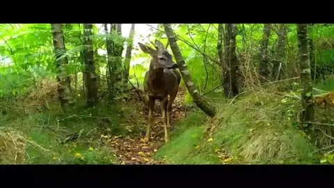 Zorros, jabalíes y lobos grabados a cámara oculta en parques eólicos de Galicia Zorros, jabalíes y lobos grabados a cámara oculta en parques eólicos de Galicia