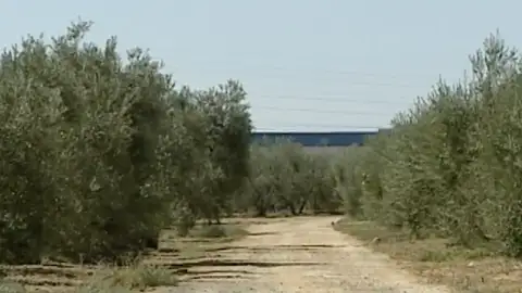 Absentismo en los cribados masivos entre los temporeros por "miedo a perder sus puestos de trabajo" Absentismo en los cribados masivos entre los temporeros por "miedo a perder sus puestos de trabajo"