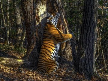 Fotograf&iacute;a ganadora del Wildlife Photografy 2020