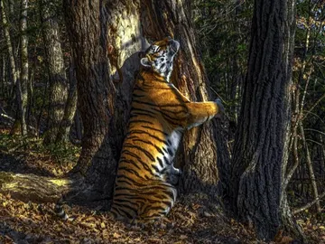 Fotografía ganadora del Wildlife Photografy 2020 Fotografía ganadora del Wildlife Photografy 2020