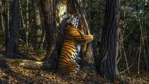 Fotografía ganadora del Wildlife Photografy 2020 Fotografía ganadora del Wildlife Photografy 2020