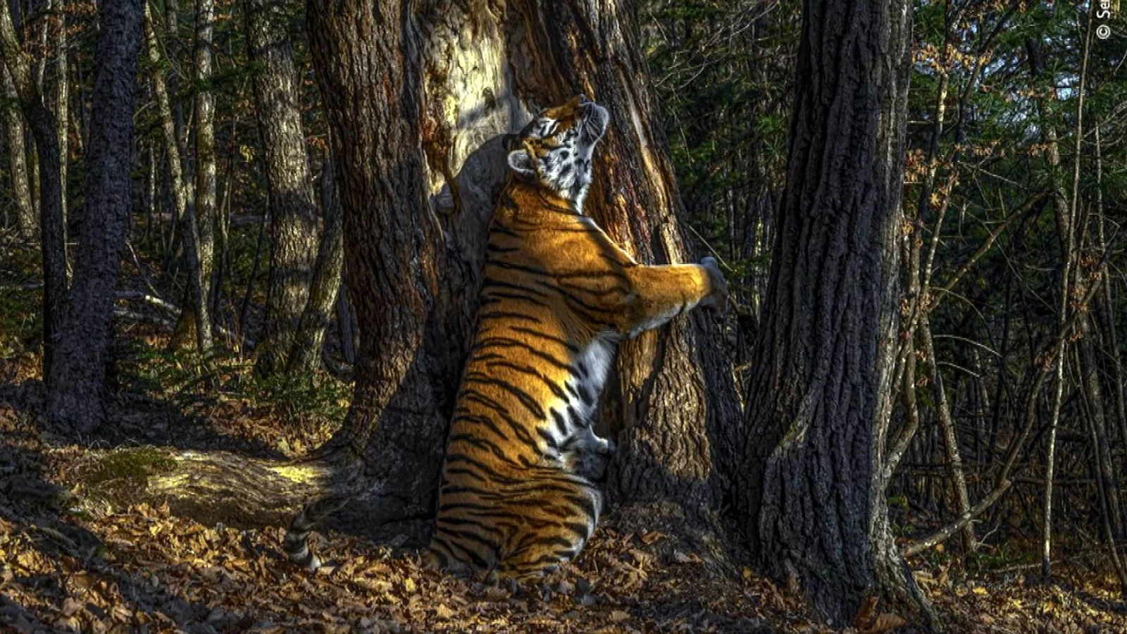 Fotografía ganadora del Wildlife Photografy 2020 Fotografía ganadora del Wildlife Photografy 2020