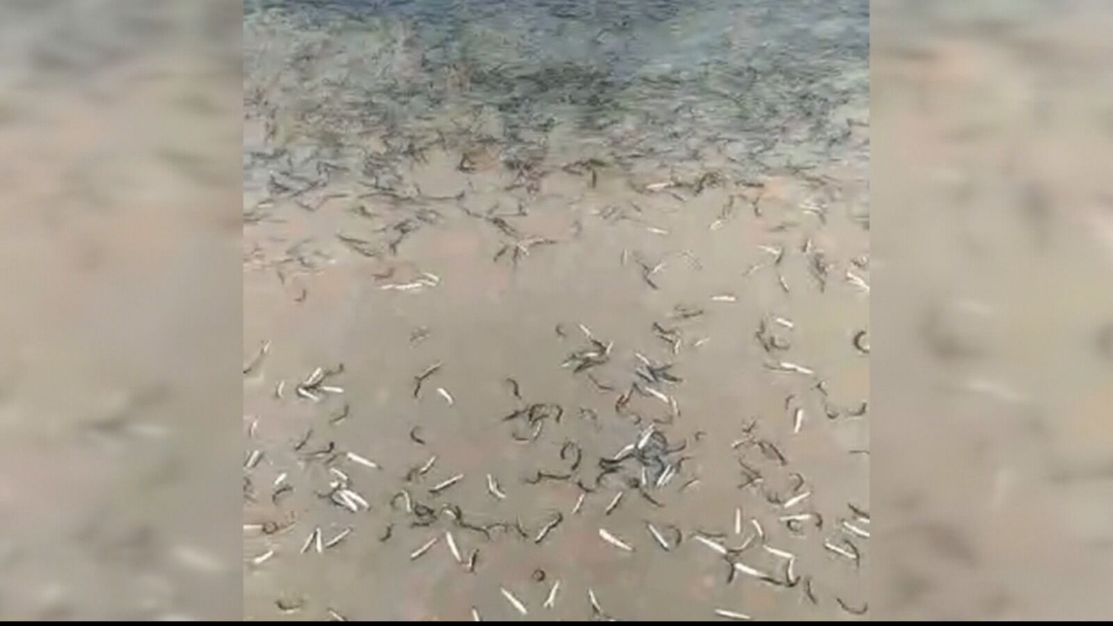 Miles de anchoas, atrapadas en la orilla de la playa de Noja en Cantabria