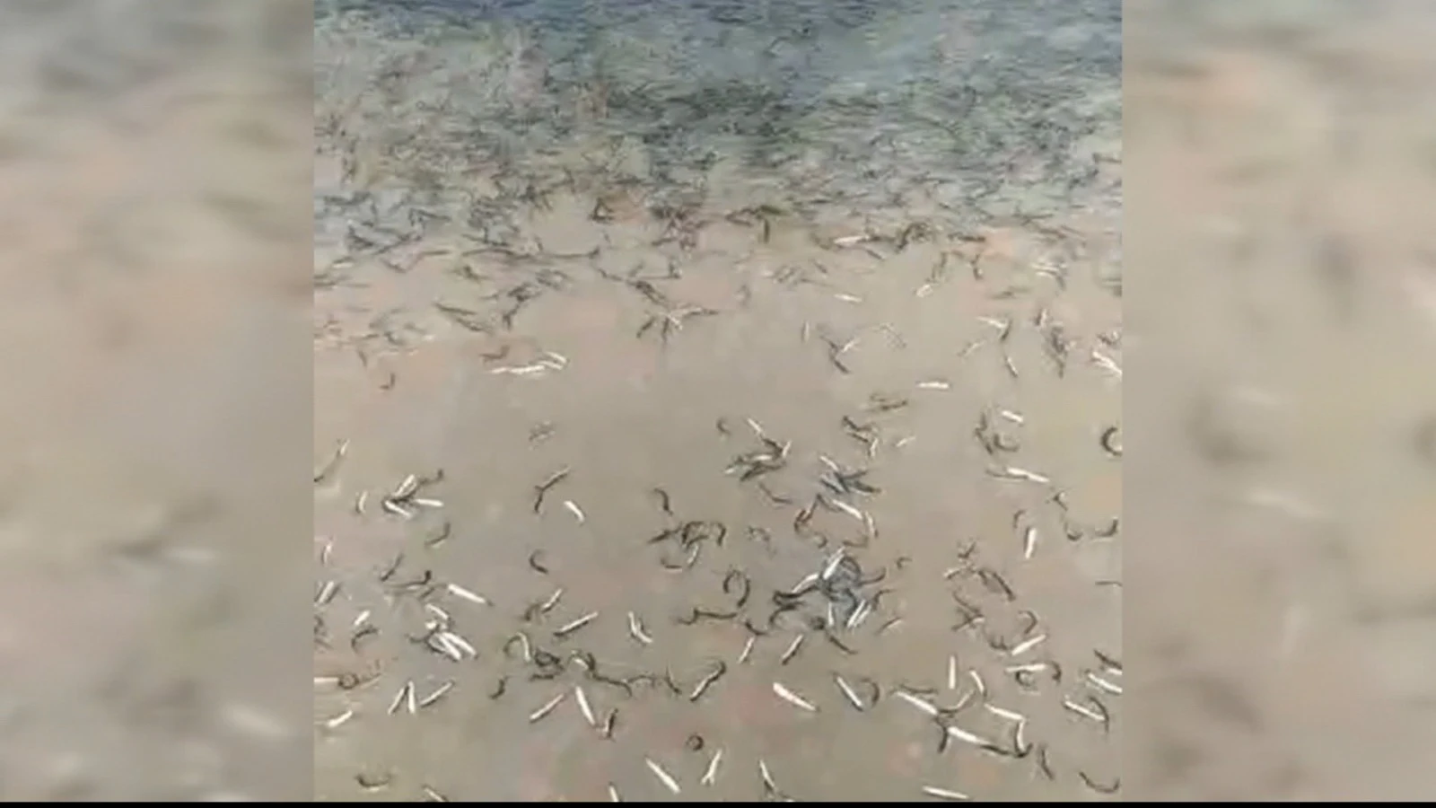 Anchoas en la orilla de la playa de Noja, Cantabria
