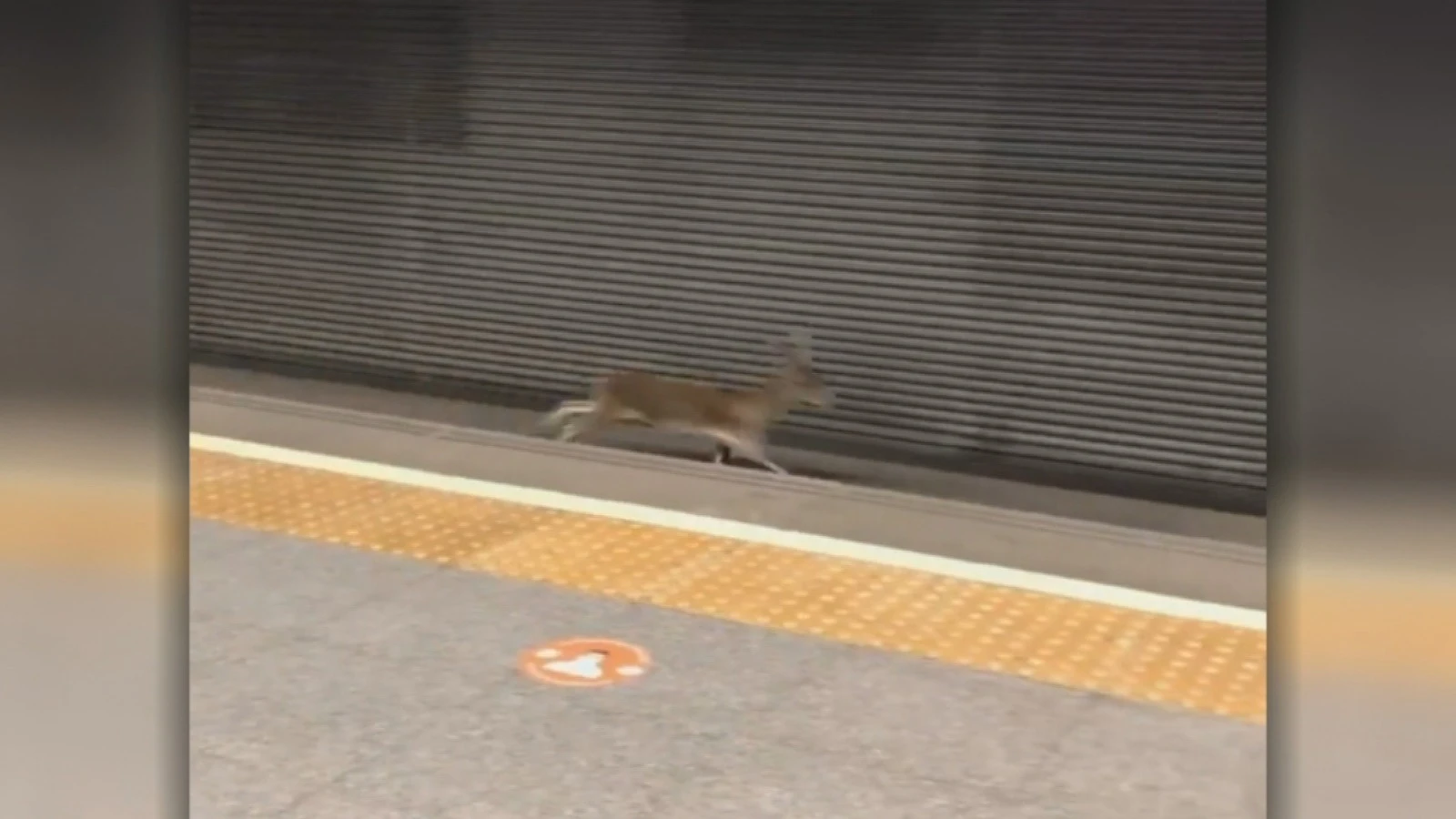El corzo en el metro de Valencia