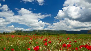 Campo de amapolas