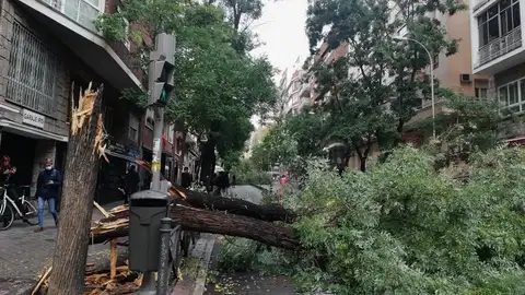Varios árboles derribados por las fuertes rachas de aire Varios árboles derribados por las fuertes rachas de aire