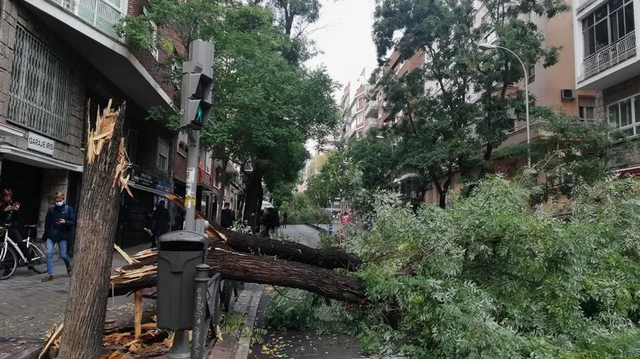 Varios árboles derribados por las fuertes rachas de aire Varios árboles derribados por las fuertes rachas de aire