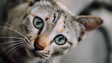 Un gato vuelve a casa tres días después de desaparecer con una nota colgada para su dueño en la que dice que debe tres caballas