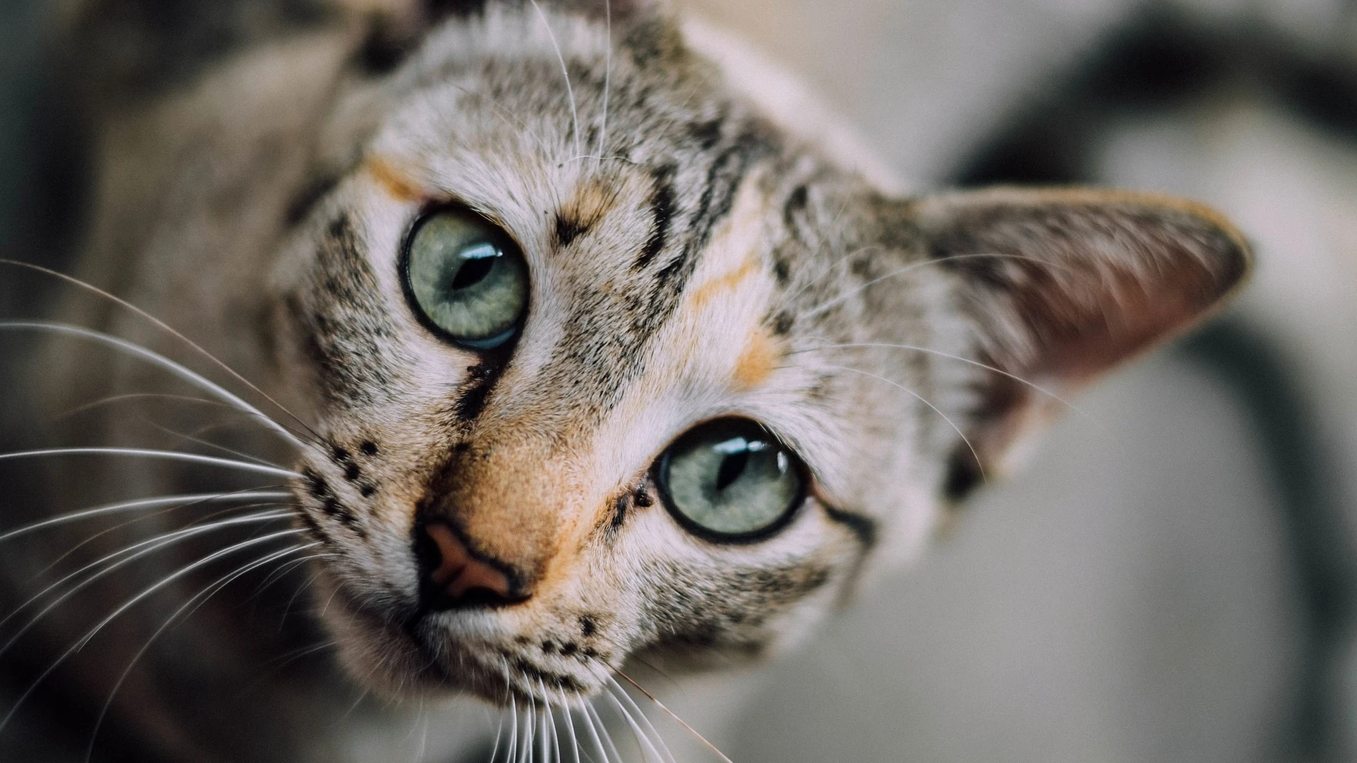 Gato Gato
