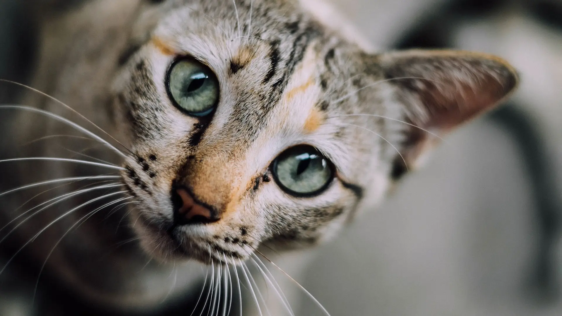 Gato