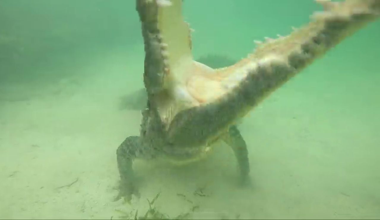 VÍDEO: Un fotógrafo atrevido se encuentra cara a cara con cocodrilos