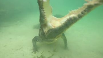VÍDEO: Un fotógrafo atrevido se encuentra cara a cara con cocodrilos