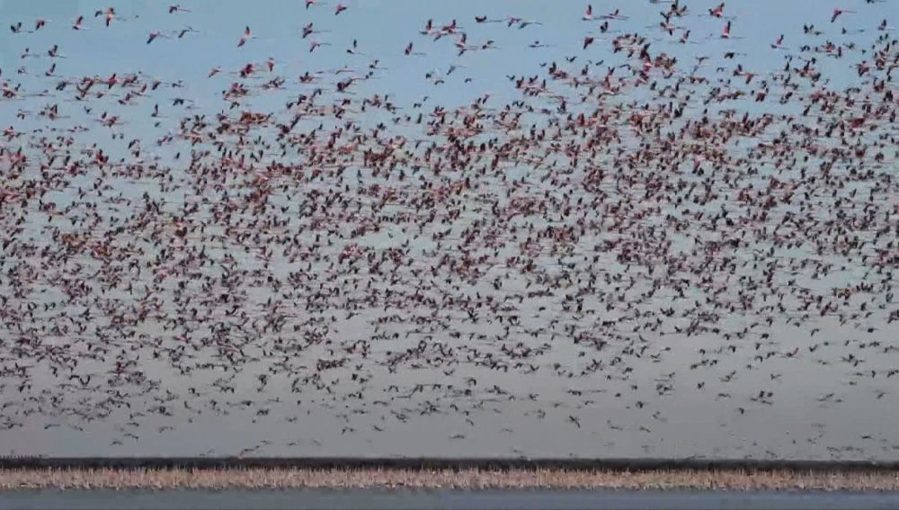 Flamencos en las marismas de Doñana