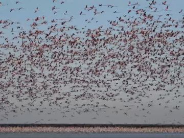 Flamencos en las marismas de Do&ntilde;ana