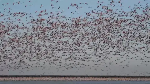 Flamencos en las marismas de Doñana Flamencos en las marismas de Doñana