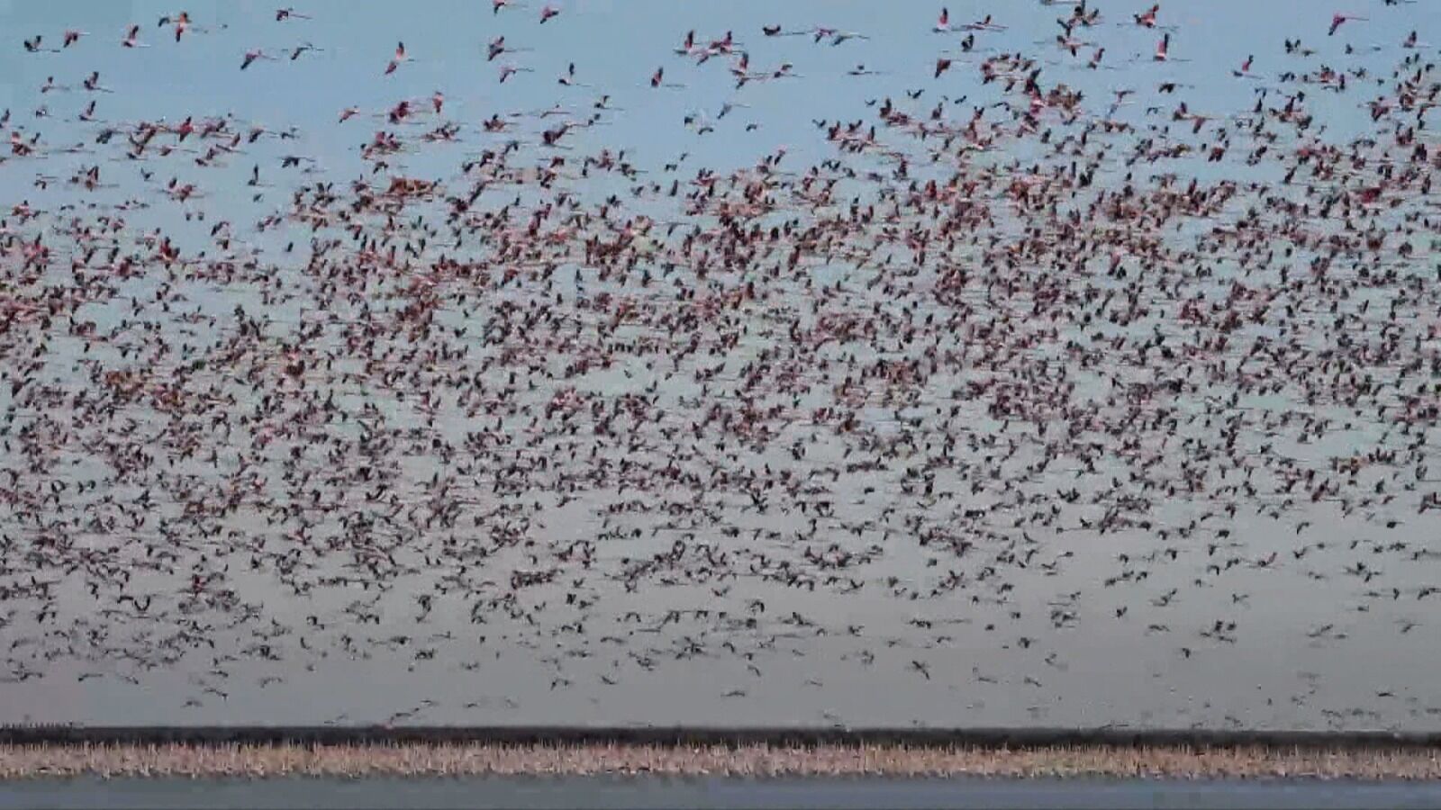Una bandada de 70.000 flamencos vuelve de color rosa el cielo de las Marismas de Doñana 