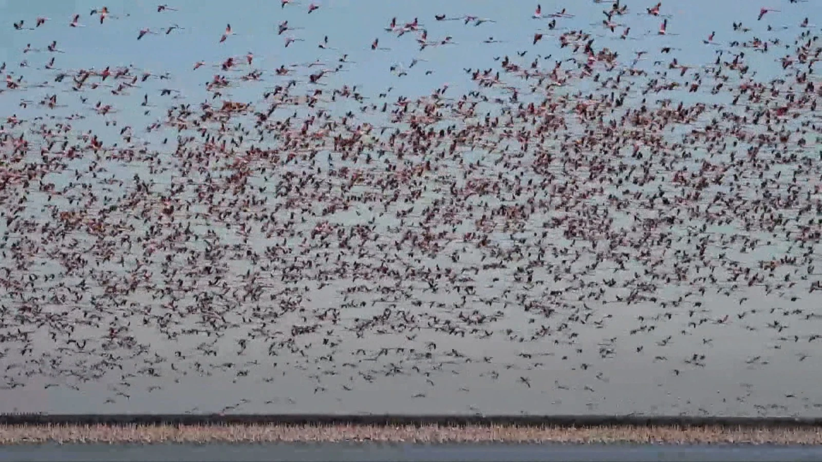 Flamencos en las marismas de Doñana Flamencos en las marismas de Doñana