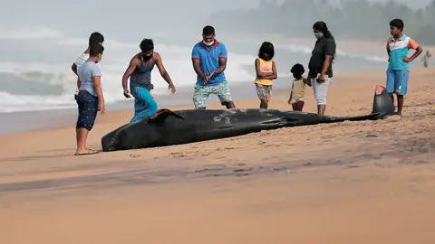 Decenas de ballenas aparecen varadas en la costa de Sri Lanka Ballenas piloto