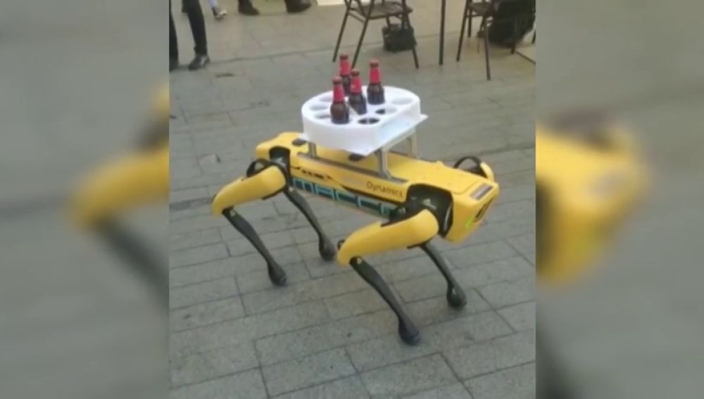 Un perro robot sorprende como camarero en un bar de Sevilla