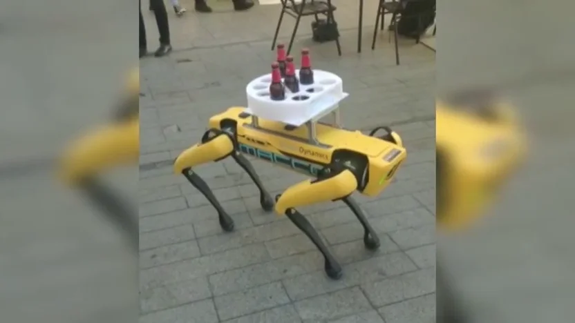 Un perro robot sorprende como camarero en un bar de Sevilla Un perro robot sorprende como camarero en un bar de Sevilla