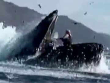 Una ballena jorobada se 'traga' a dos kayakistas en California