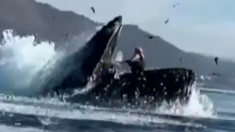 Una ballena jorobada se 'traga' a dos kayakistas en California Una ballena jorobada se 'traga' a dos kayakistas en California