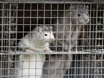 Visones enjaulados Visones enjaulados