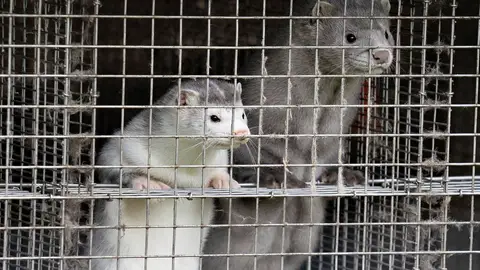 Visones enjaulados Coronavirus