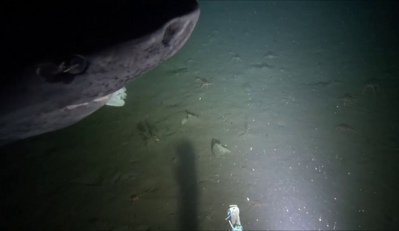 Graban a un tiburón de Groenlandia que podría llevar vivo 500 años