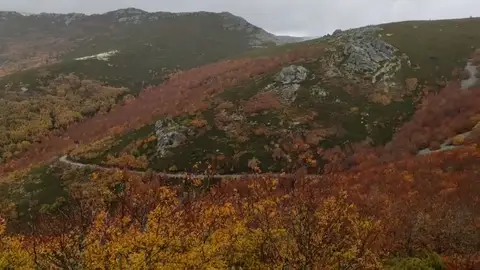 Un bosque para salvar a un pueblo Bosques terapéuticos