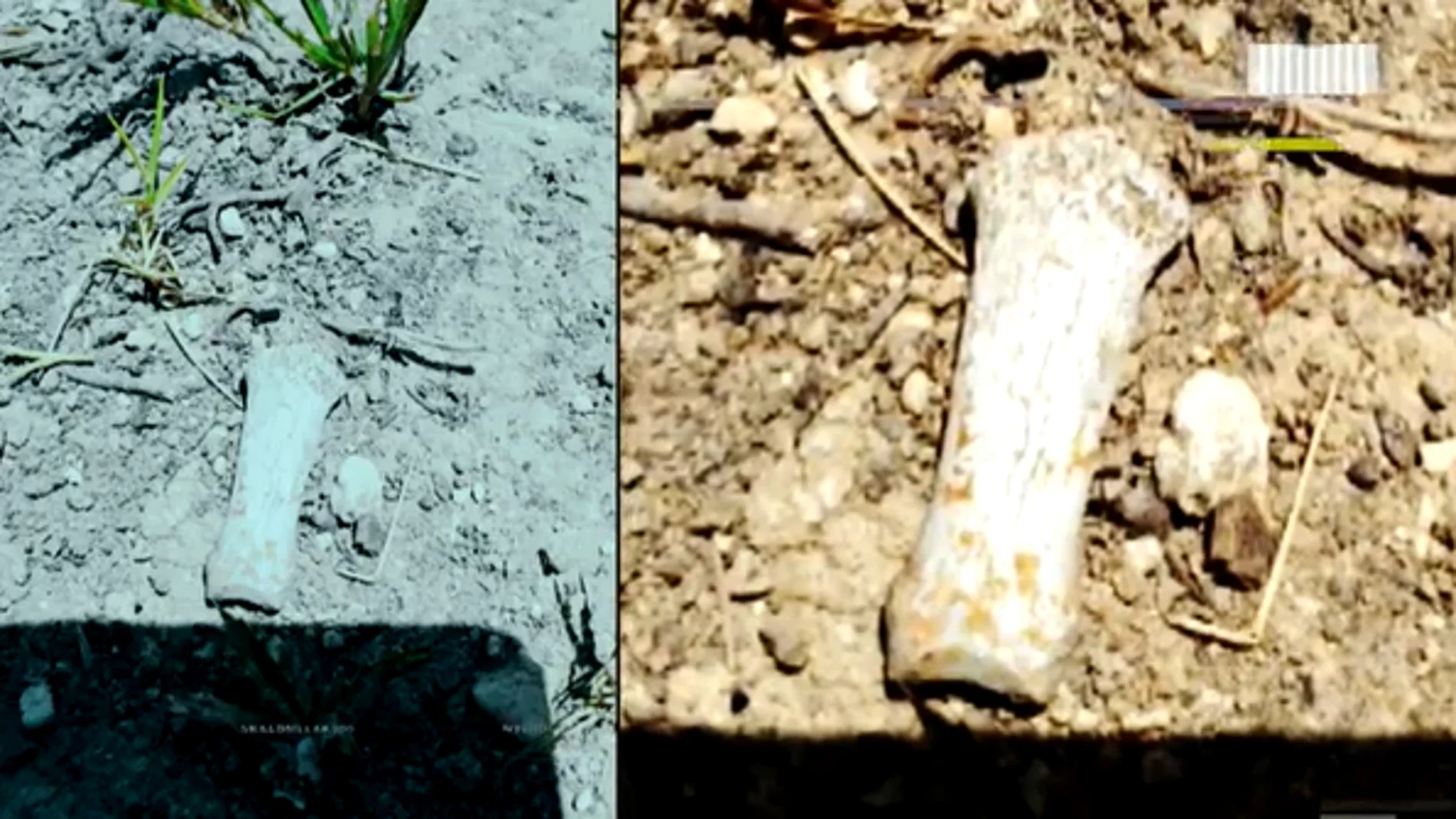 Restos óseos hallados en la fosa de Alcàsser