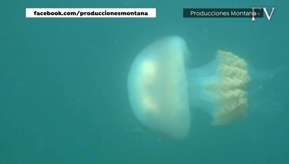 La sorprendente imagen de una medusa gigante en la ría de Vigo