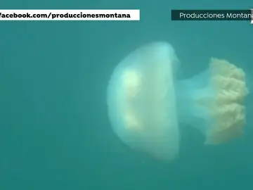 La sorprendente imagen de una medusa gigante en la ría de Vigo La sorprendente imagen de una medusa gigante en la ría de Vigo