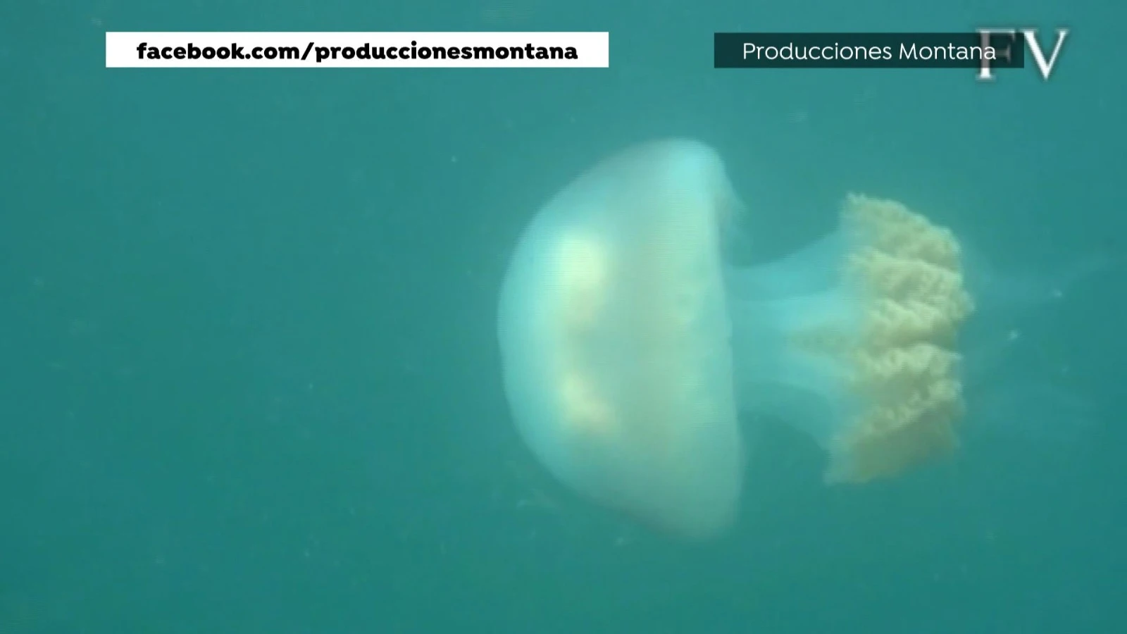 La sorprendente imagen de una medusa gigante en la ría de Vigo Medusa gigante