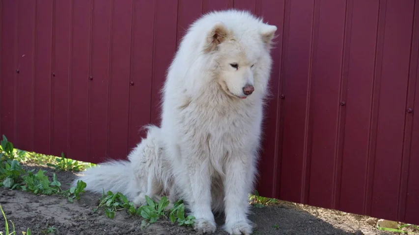 ¿Tiene tu perro alergia a algo? Cómo descubrirlo y qué hacer al respecto ¿Tiene tu perro alergia a algo? Cómo descubrirlo y qué hacer al respecto