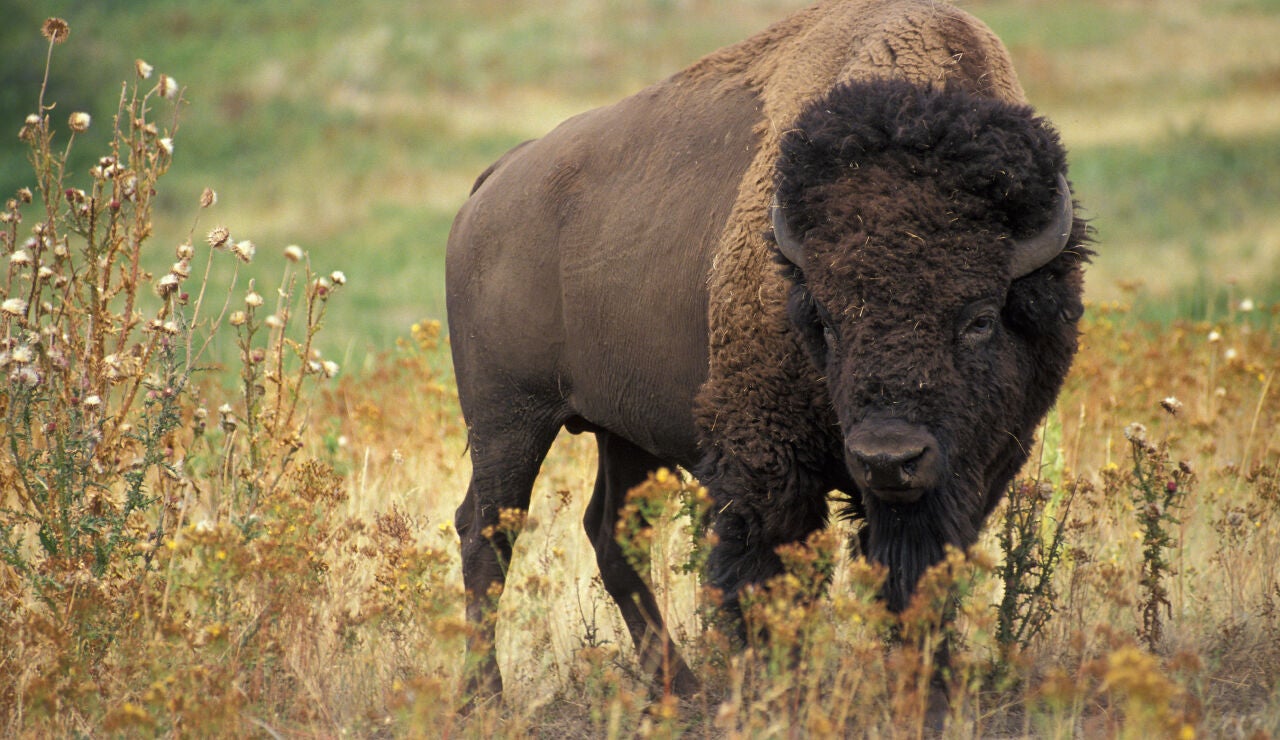Bisonte americano