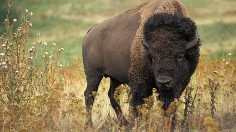 Bisonte americano Bisonte americano