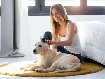 Cepillando al perro Cepillando al perro