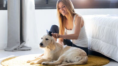 Esto es lo que debes hacer para que tu mascota suelte menos pelo