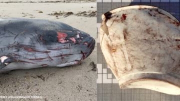 Muere un cachalote por culpa de plastico marino