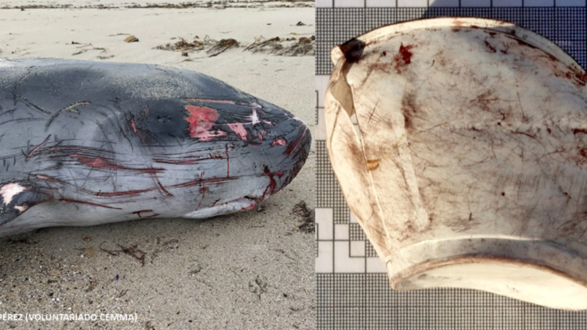 Muere un cachalote por culpa de plastico marino Muere un cachalote por culpa de plastico marino
