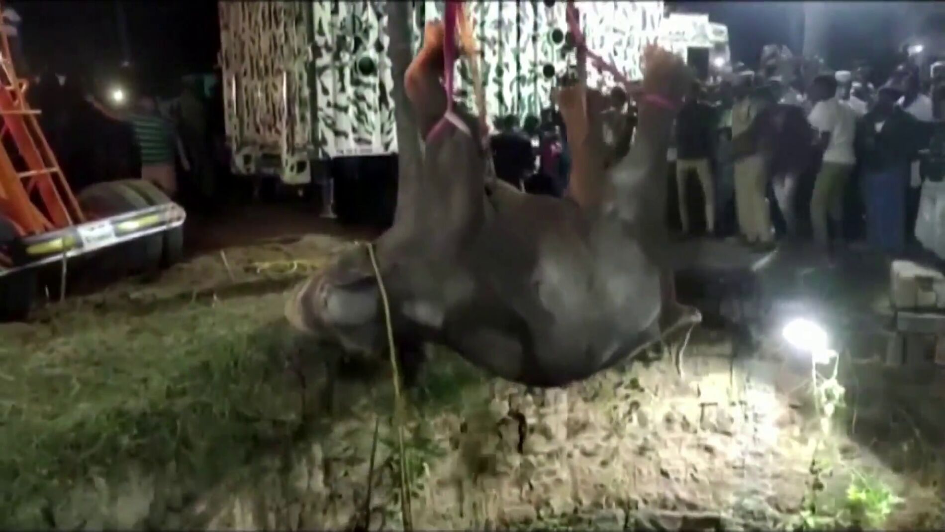 Rescate elefante