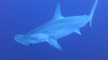 Tiburón martillo