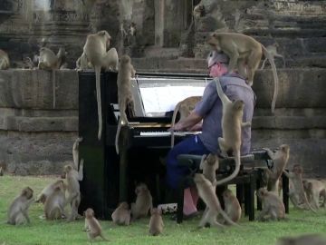 'Para Elisa' a los monos