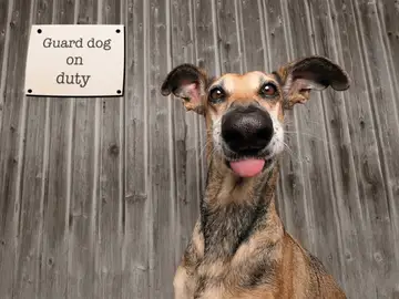 Ganador concurso Mars Petcare Comedy Pet Photography Awards 2020 Ganador concurso Mars Petcare Comedy Pet Photography Awards 2020