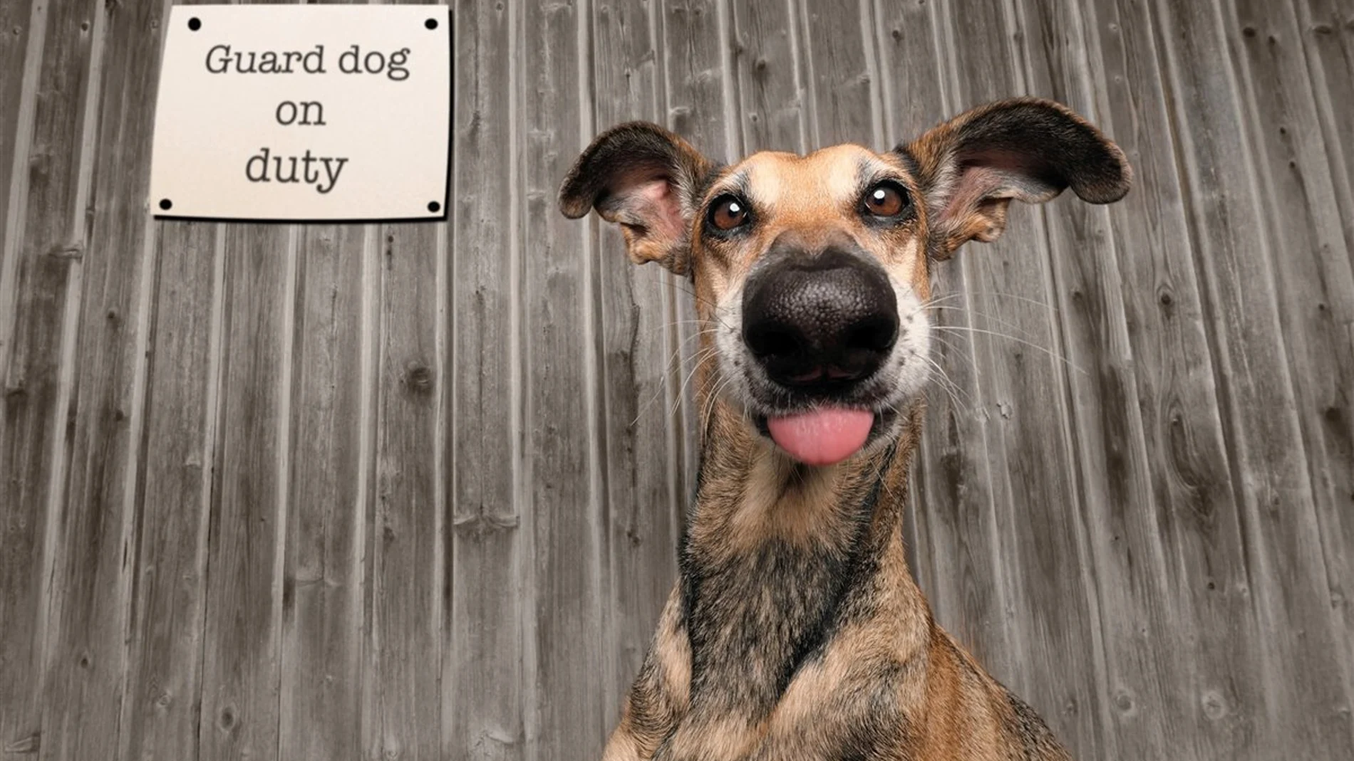 Ganador concurso Mars Petcare Comedy Pet Photography Awards 2020 Ganador concurso Mars Petcare Comedy Pet Photography Awards 2020